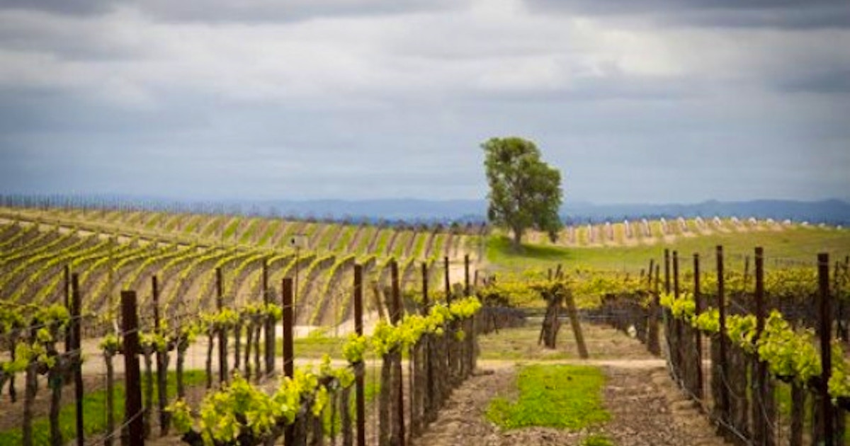 Paso Robles & the Rest of San Luis Obispo - Wine Classes