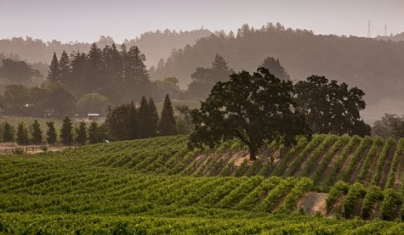 Wines of Sonoma County
