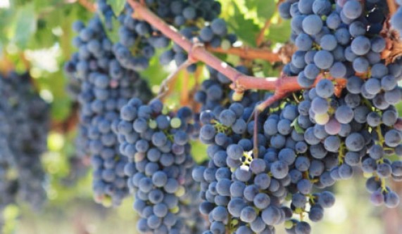 Intro to Italian Wines