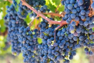 Varietal Profiling: Blind Tasting Red Wines