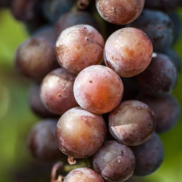 Pinot Noirs of the World (Blind Tasting)