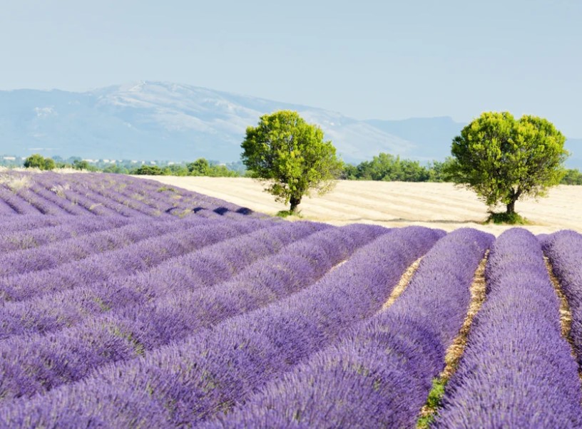 Wines of Southern France