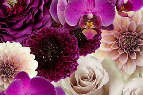 Plum Delight