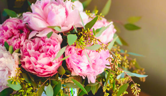 Peonies in Pink