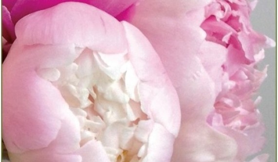 Peonies in Versailles