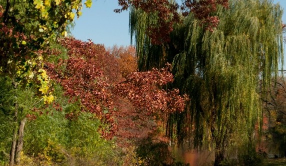 Central Park East Fall Colors Workshop