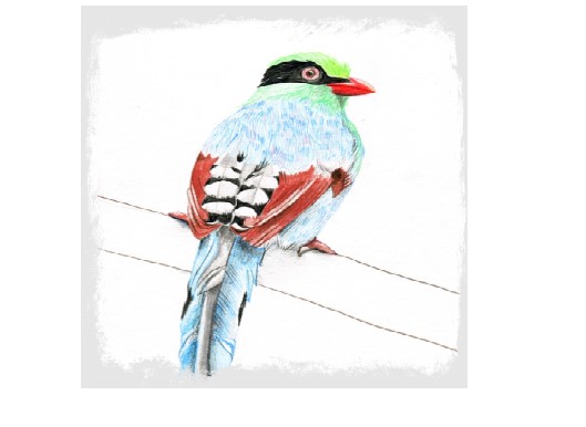 Fear-Free Beginners Drawing in Color: Colored Pencils