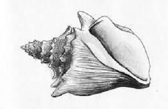Beginners Drawing: How to Draw a Seashell [Class in Online] @ The Art ...