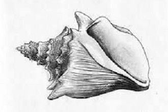 Beginner’s Drawing: How to Draw a Seashell