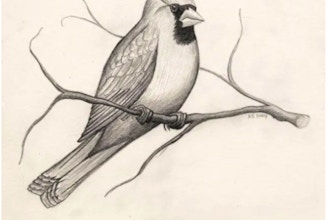 Beginners Drawing: How to Draw a Cardinal