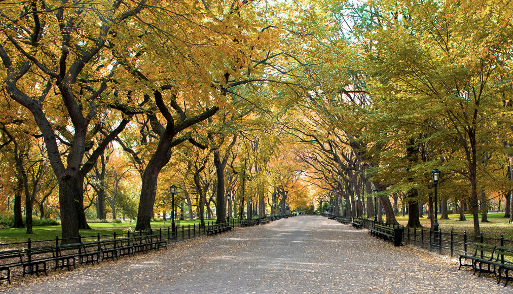 central park1.png