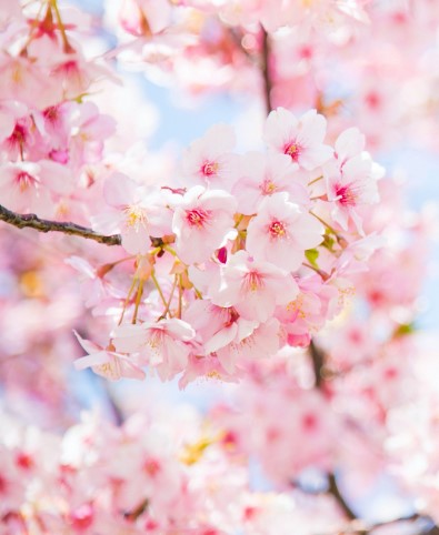 Cherry Blossoms