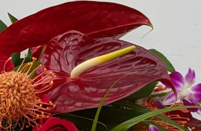 Orchids & Tropical Flowers