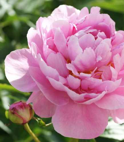 Peony Floral Design