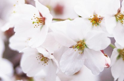 Spring Florals featuring Flowering Branches