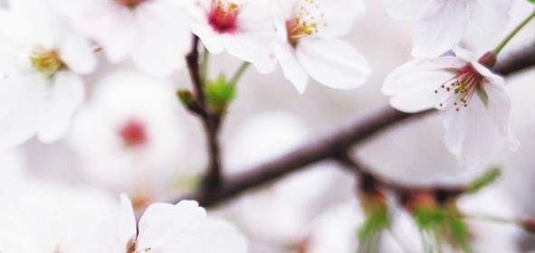 Spring Florals featuring Flowering Branches