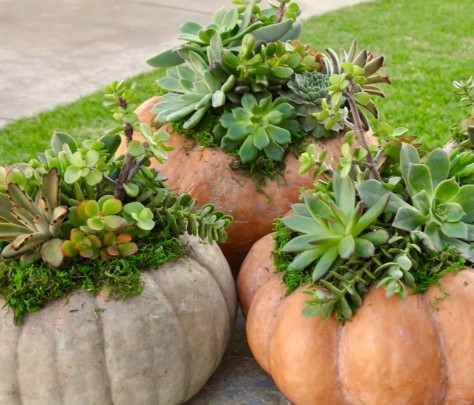 Succulent Pumpkins