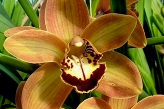 New Zealand Cymbidium Orchids