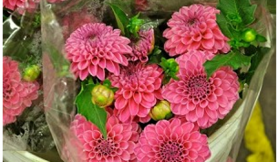 Field to Vase with Dahlias
