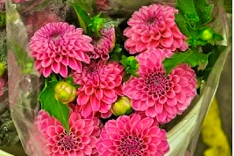Field to Vase with Dahlias