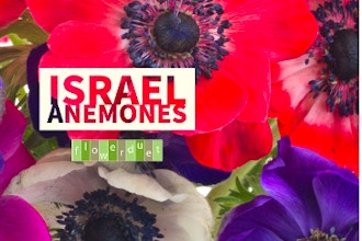 Flower Arranging: Israel Anemones
