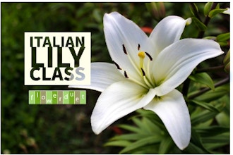 Italian Lilies