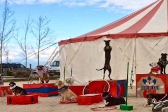 Canine Circus School