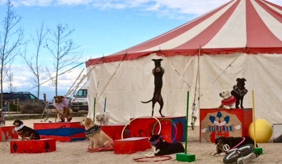 Canine Circus School