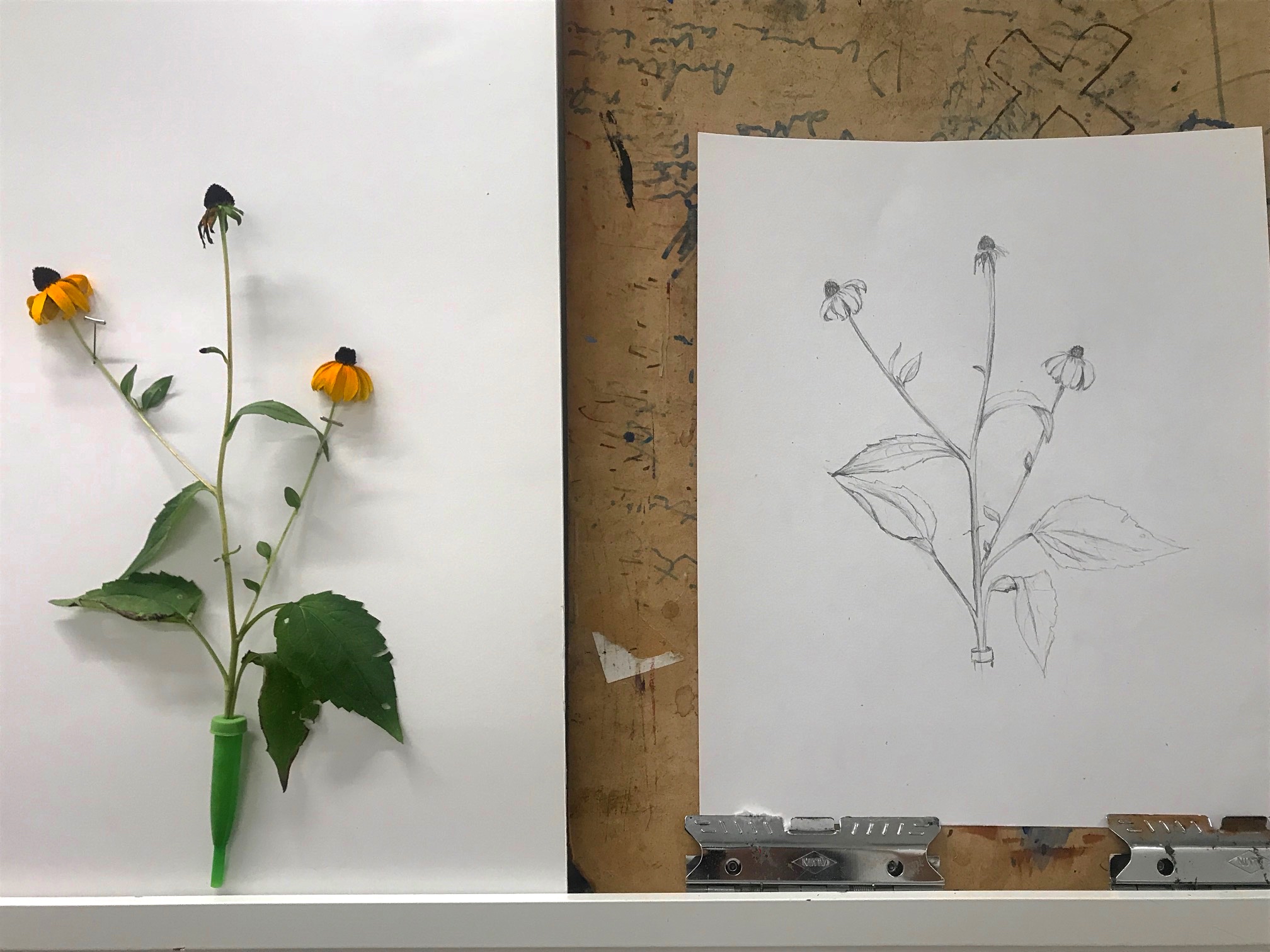 Contemporary Botanical Drawing