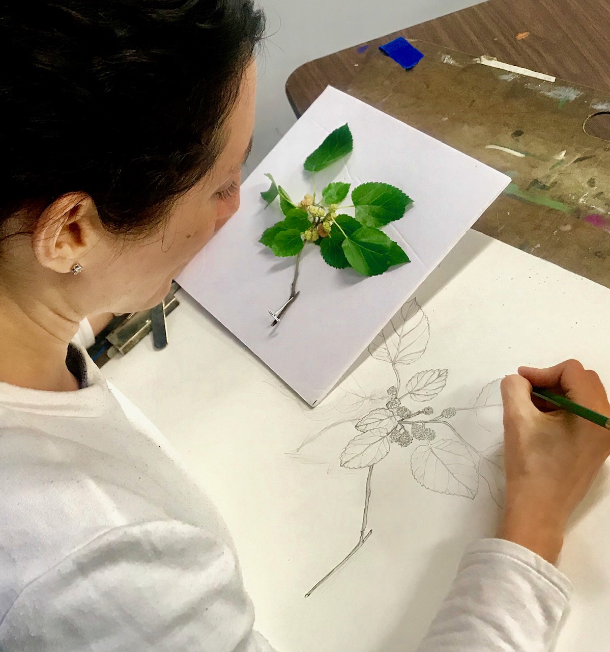 Contemporary Botanical Drawing