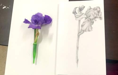 Contemporary Botanical Drawing