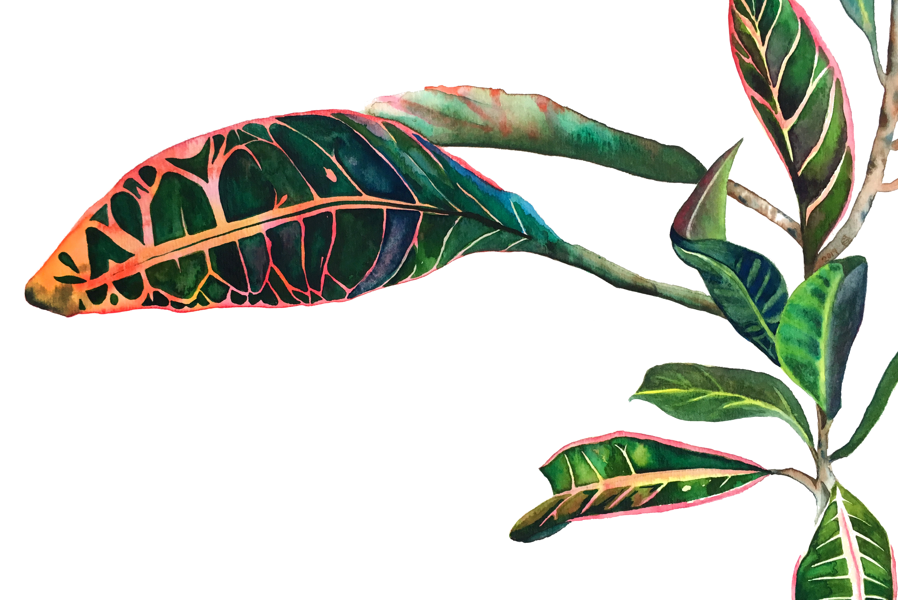 Watercolor Basics