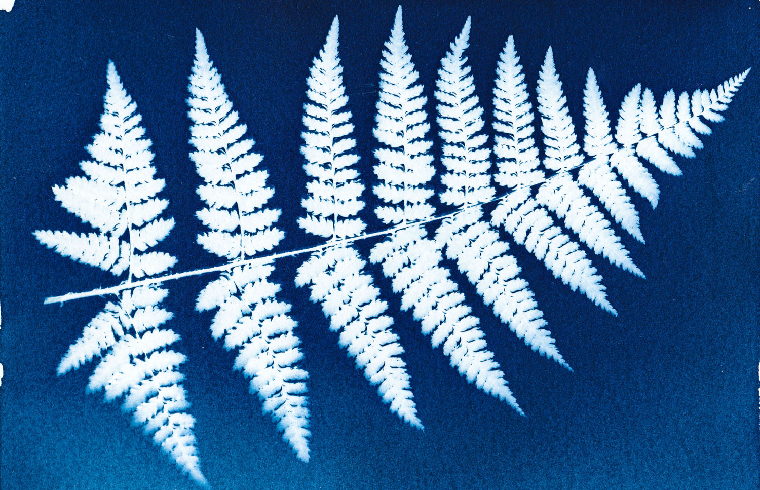 Cyanotype Workshop