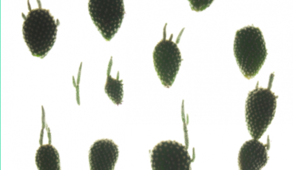 Plant Cloning Workshop - Garden Classes New York | CourseHorse - e.e ...