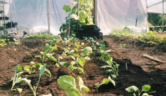 Urban Farm Volunteer Event: Harlem Grown
