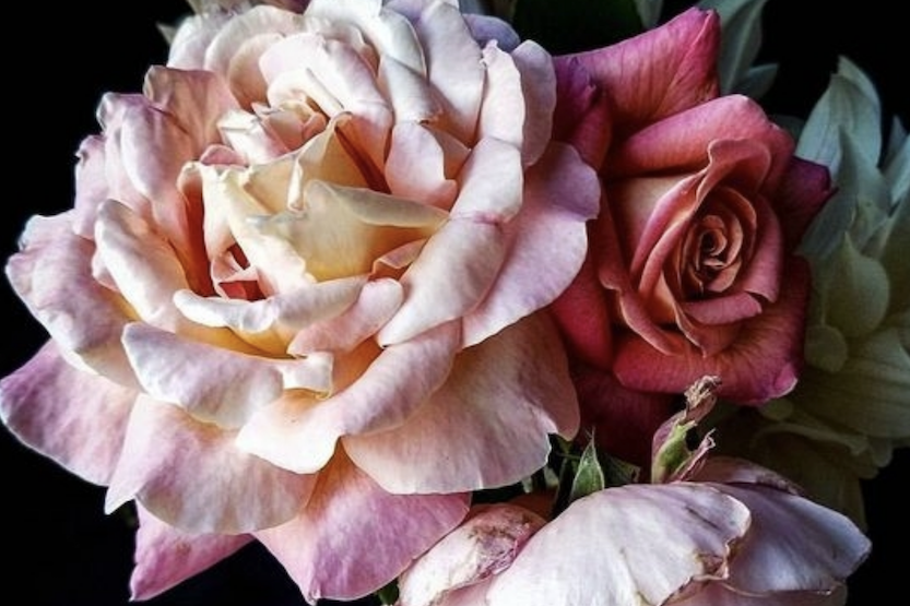 A Rose is a Rose: Creating Rose Based Natural Perfume