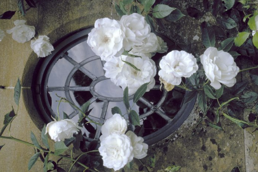 A Rose is a Rose: Creating Rose Based Natural Perfume