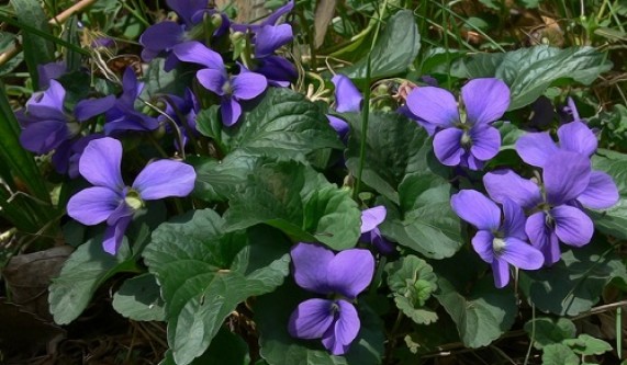 Not So Shrinking Violet Natural Perfume