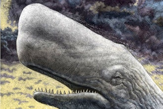 Moby-Dick: Reading the White Whale