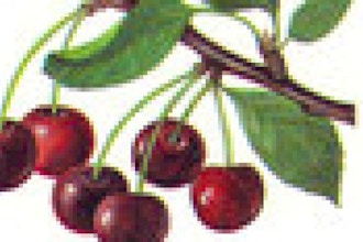Saving The Season: Cherries