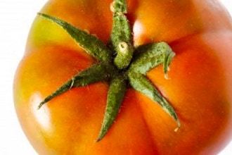 Saving The Season: Tomatoes