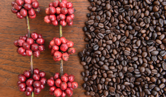 Coffee 101: Home Roasting + Brewing