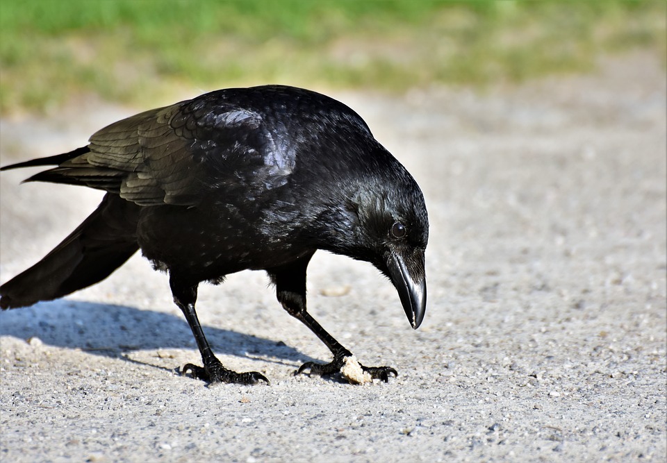 Bird Talk: Crows - The Avian Einsteins