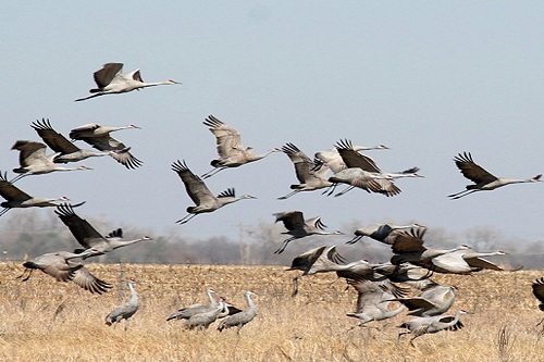 Bird Talk: The Super Migrants