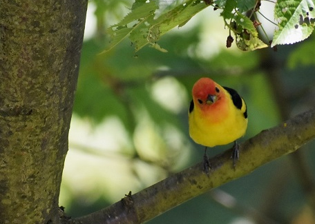Bird Talk: Gardening for Birds