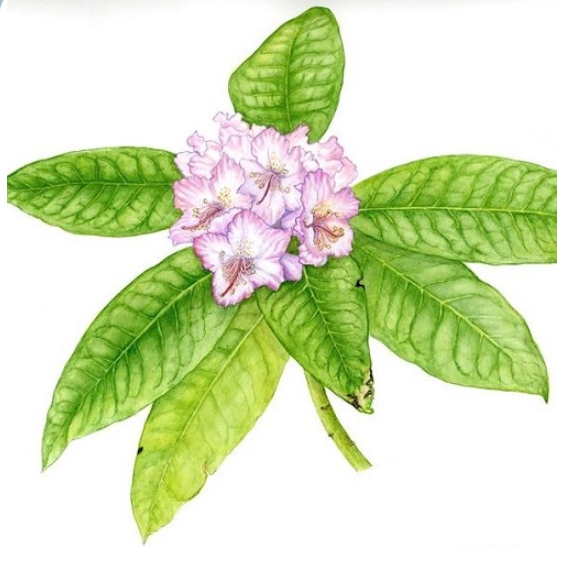 Watercolors from Natural Pigments