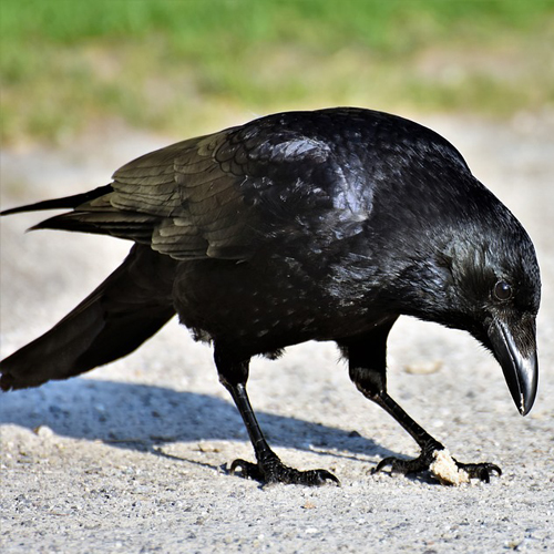 Crows: The Avian Einsteins