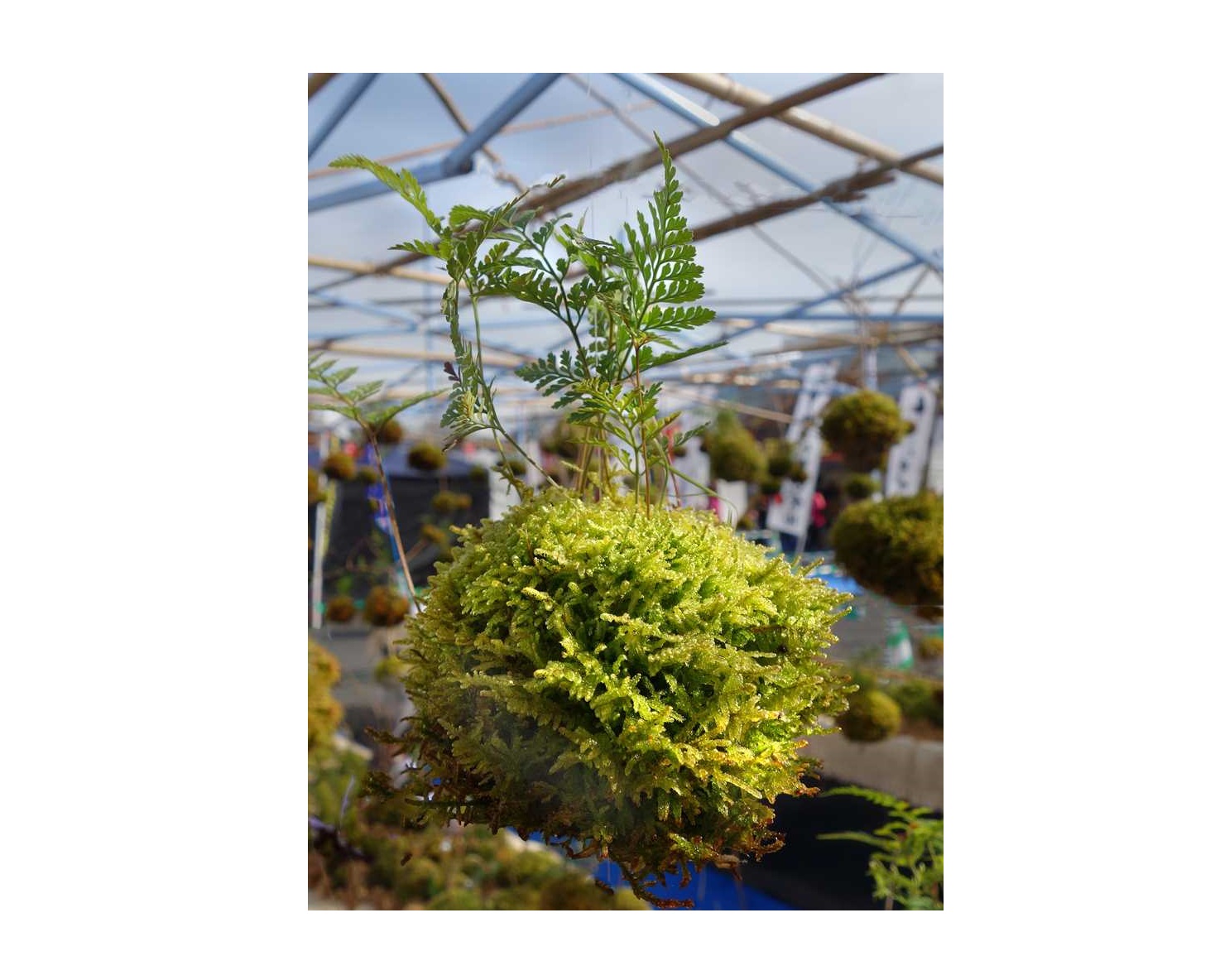 Kokedama: Moss Ball Workshop