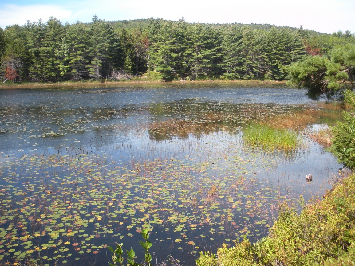 Foundations of Wetland Science (Hybrid Class)