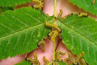 Foliar Pests and Diseases